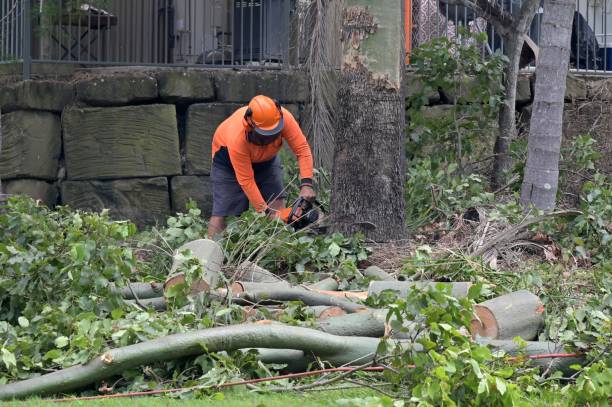 Best Best Tree Removal Services  in Dunn Loring, VA